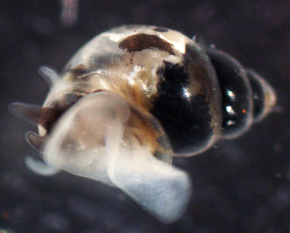 Microscopic freshwater snail U.S. Geological Survey